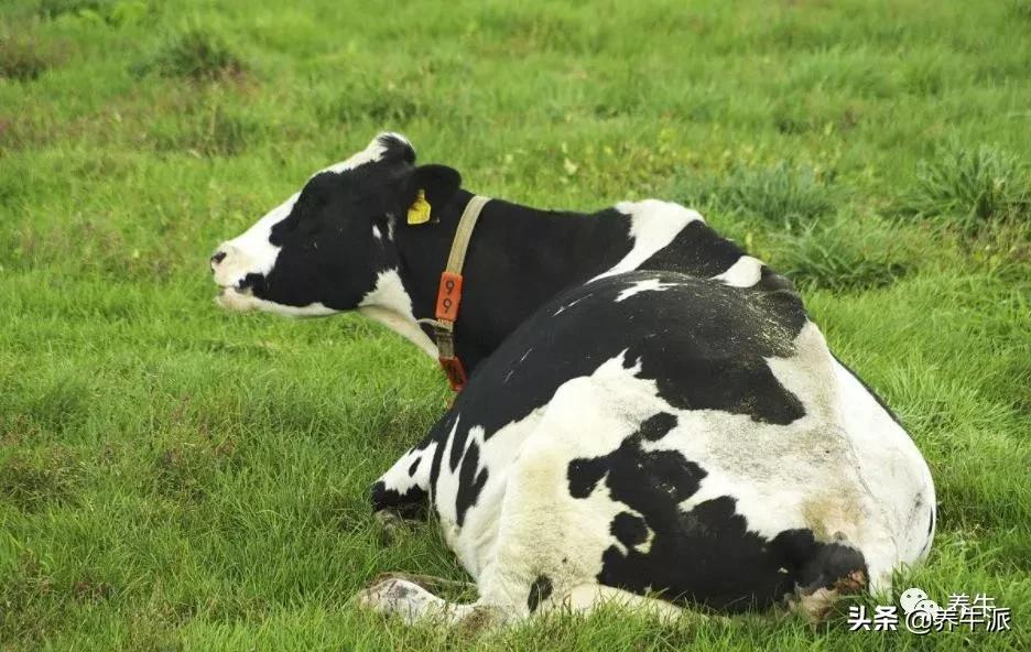 奶牛生产瘫痪的原因,奶牛产后瘫痪的机理