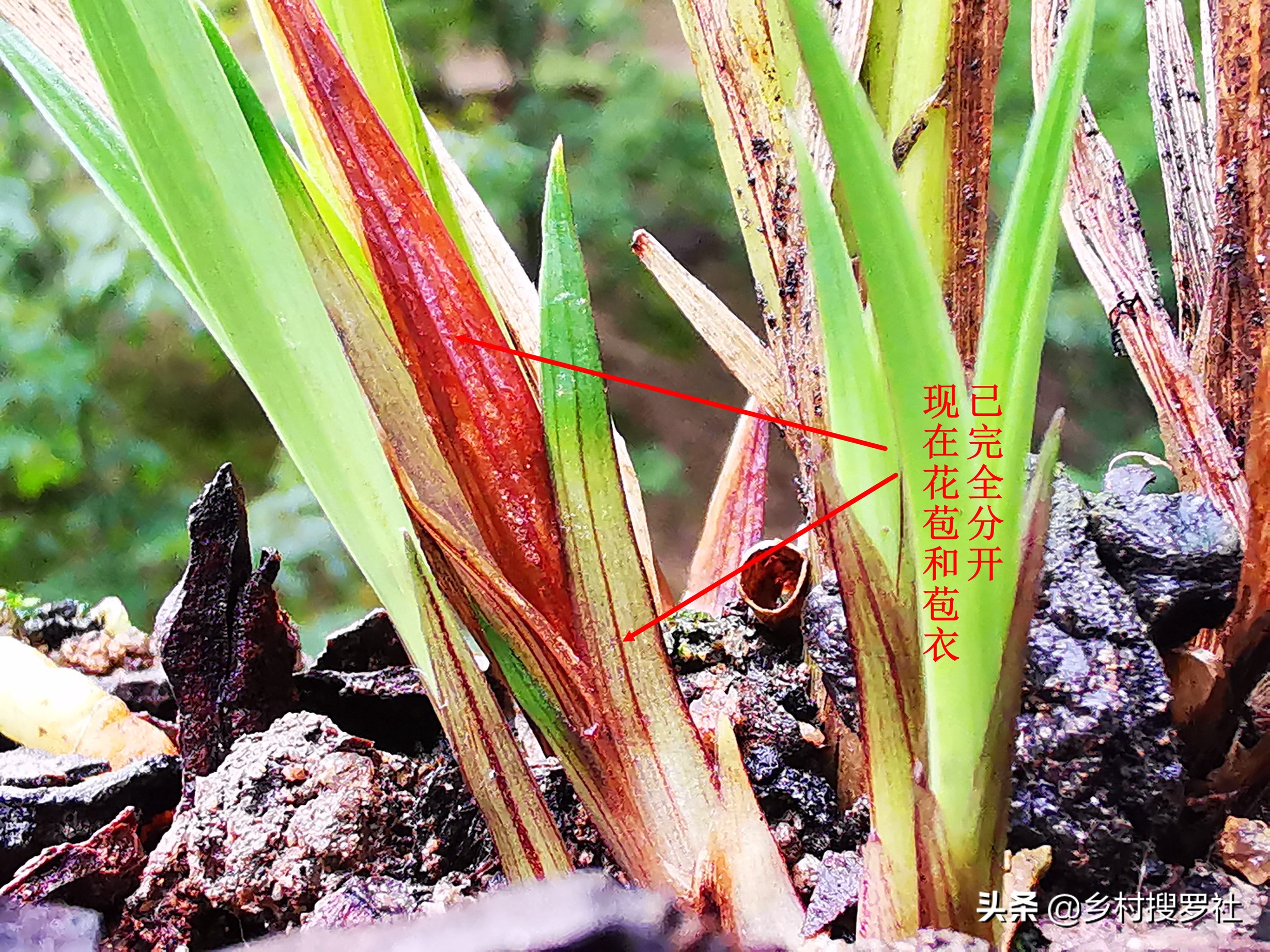 春兰蕙兰几月孕育花苞,春兰是不是只有春天才开花