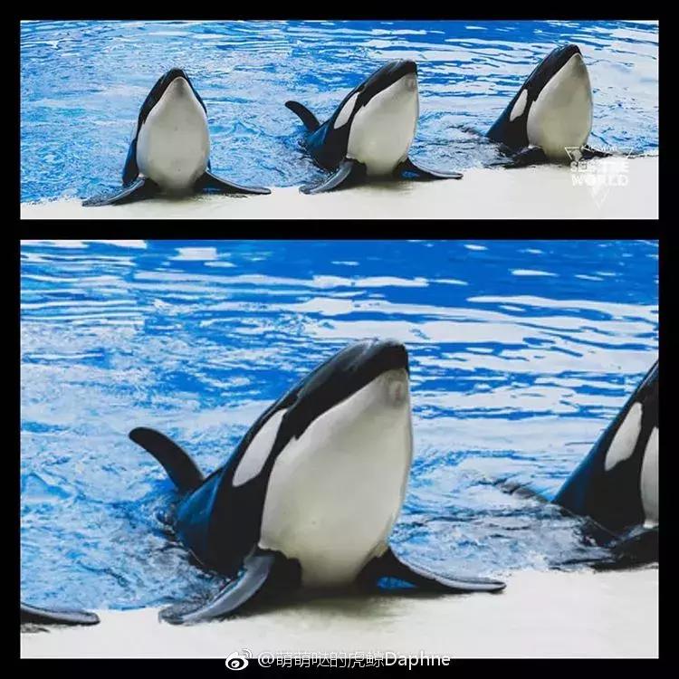 海洋馆的海洋动物表演,小孩子看的海洋动物视频