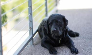 狗狗的抑郁症怎么治疗,狗狗产后抑郁什么症状