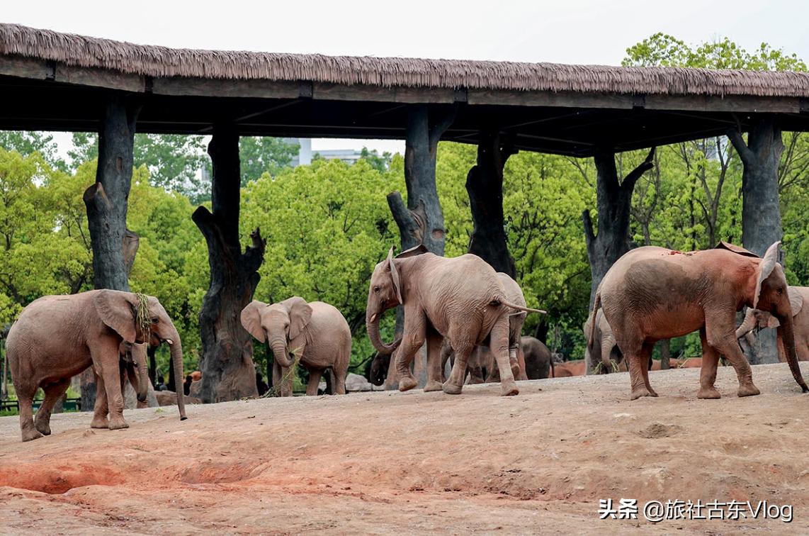 上海野生动物园冬天动物多吗,上海野生动物园中的动物
