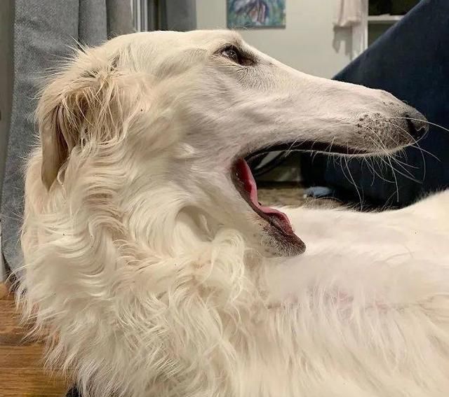 短腿柯基跟长腿柯基,鼻子很高的柯基