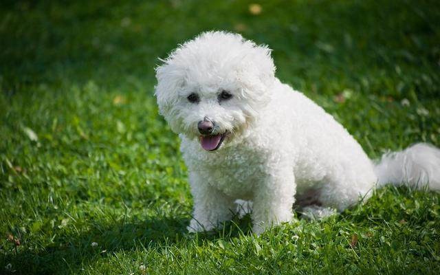 买比熊犬需要注意什么,购买比熊幼犬时怎么看泪痕