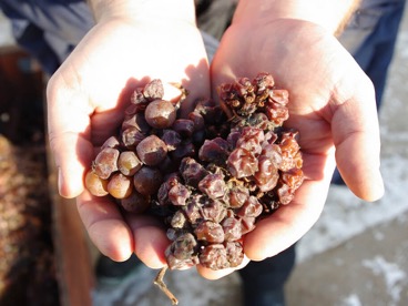 法国红酒侍酒大师,法国著名侍酒师