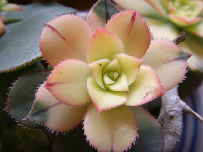 多肉可以吃到什么程度,所有的多肉能吃吗