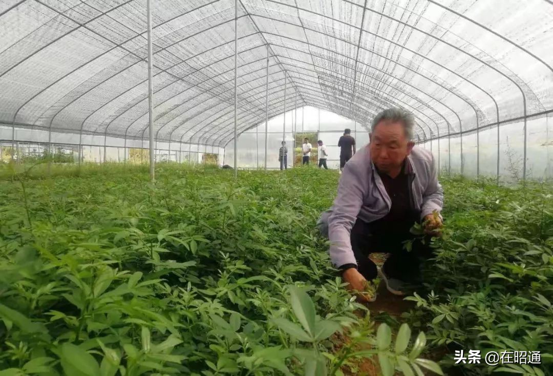 昭通陈正荣：栽上“致富苗”，点燃2000户村民脱贫希望！