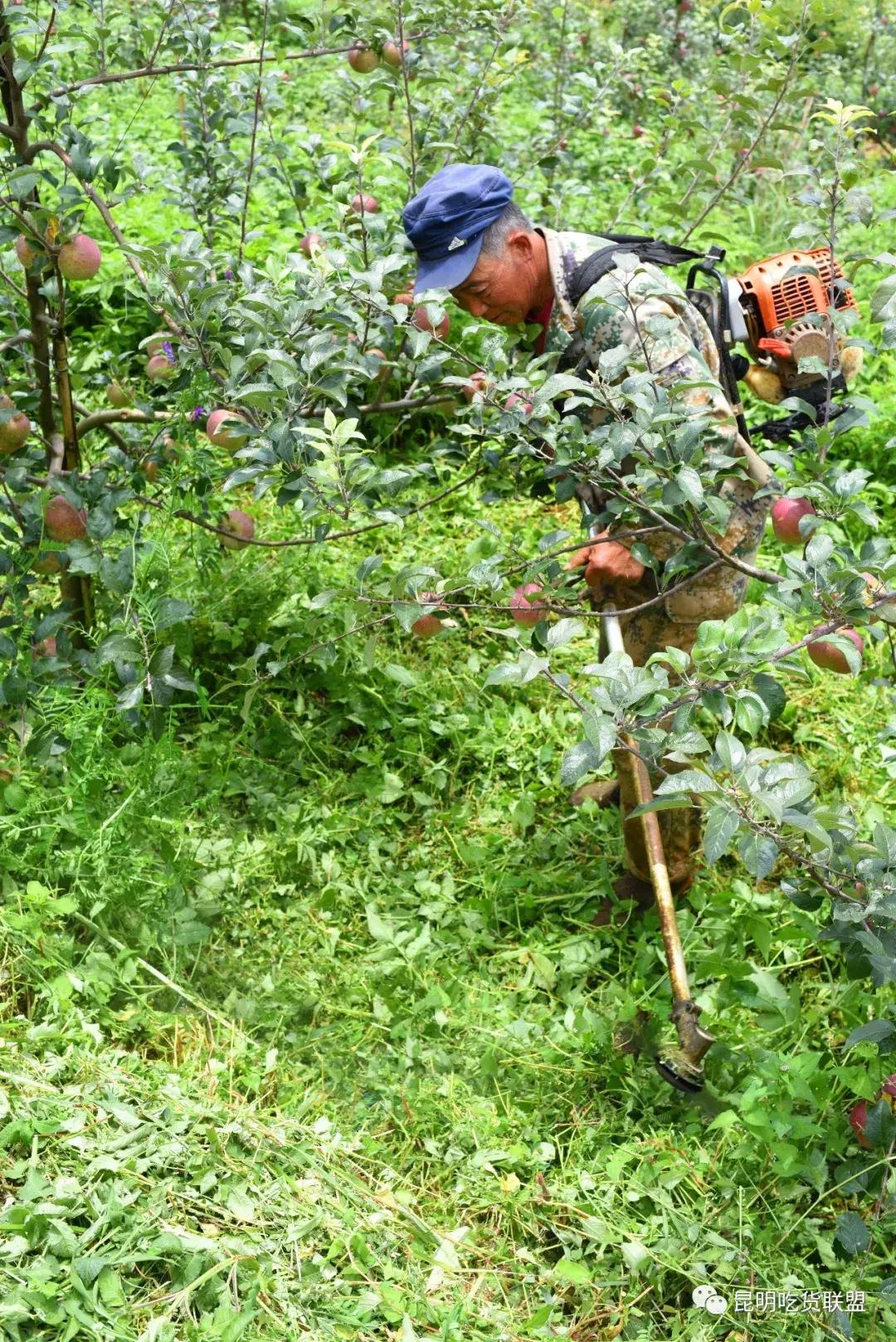 昆明采摘一日游,昆明采摘游