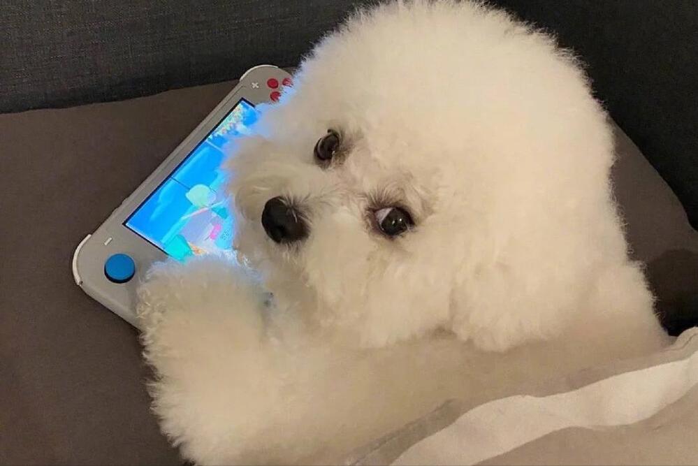 哪个品种的狗狗又好养又乖巧懂事,什么品种的狗狗适合有孩子家庭养