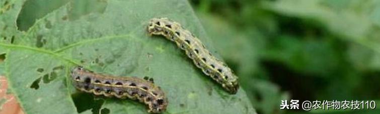 红豆如何高产,红豆高产叶面肥