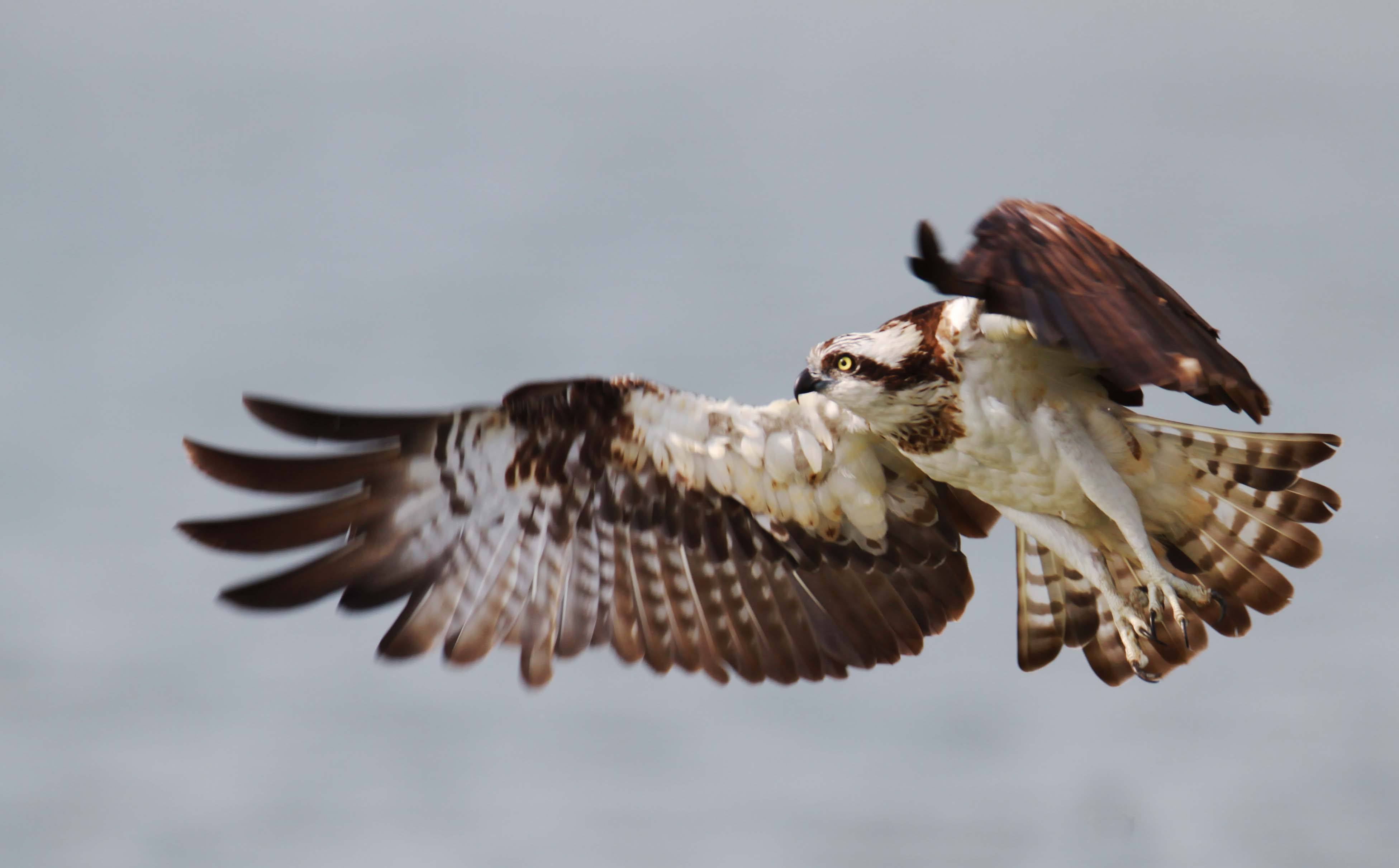 精灵宝可梦dp卡比兽,精灵宝可梦0.1