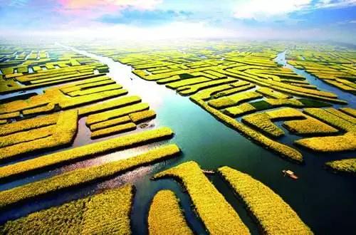 全国油菜花时间表,3月份哪里的油菜花最美