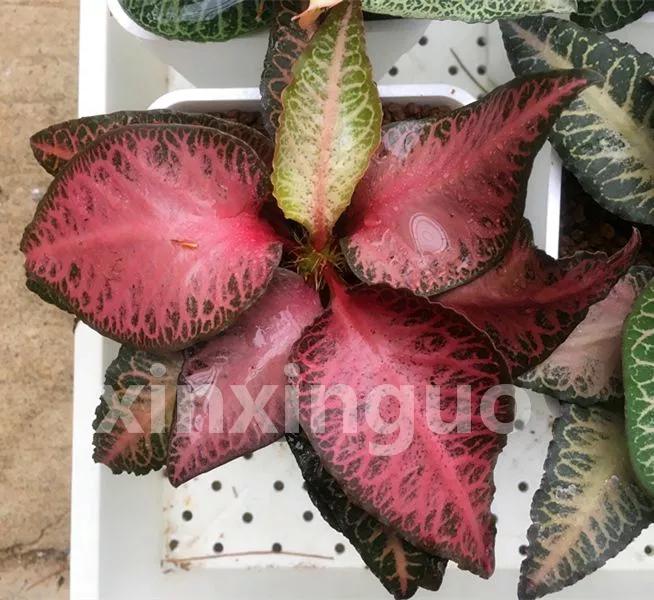 郭氏---台湾行之李瑞斌大棚及布楚礼多肉植物园游记