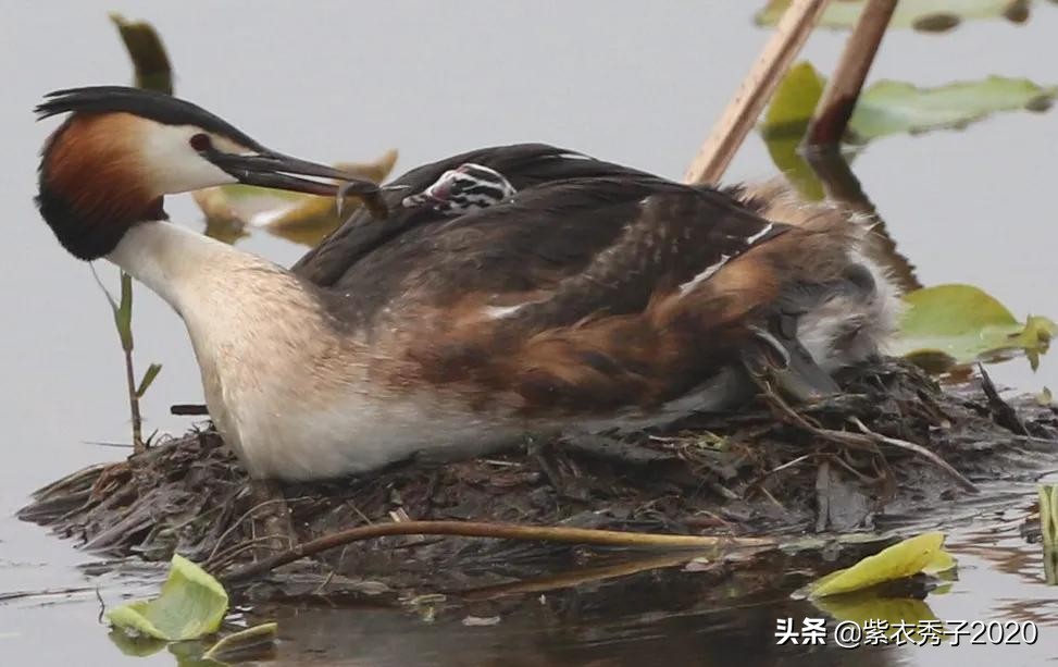 刚出生的鱼宝宝很大,刚生出来的鱼宝宝不怎么动呢