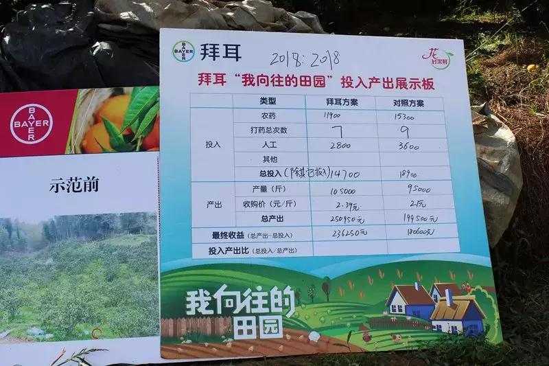 特早蜜桔果园,宜昌现在特早蜜桔行情