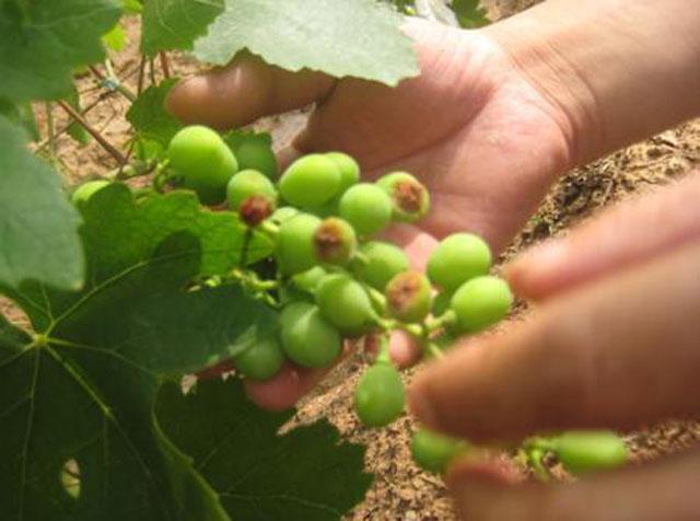 葡萄日灼病是什么病,葡萄日灼病症状比较少的品种