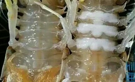 虾爬子多了应该怎么做合适,虾爬子的正确打开方式