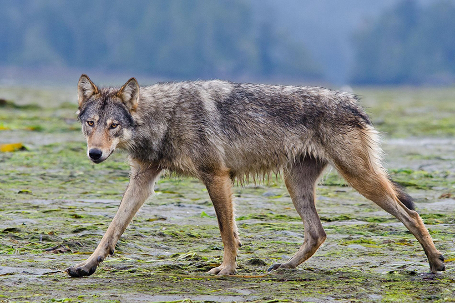 “山海通吃”的海滨之狼,却也时常为食物发愁