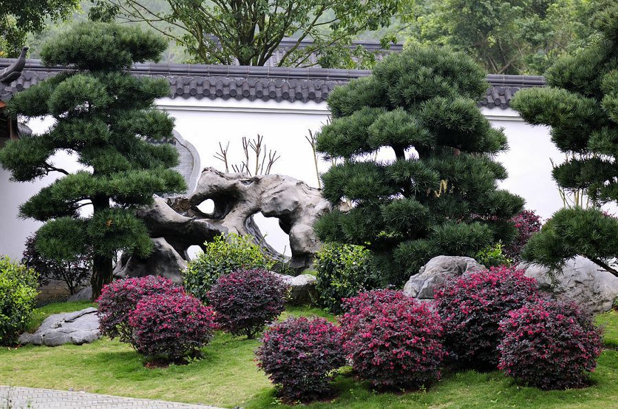 庭院栽树的讲究和忌讳,庭院种哪些树对庭院风水有利