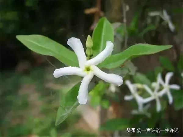 从未见到的怪花,从没见过的奇花