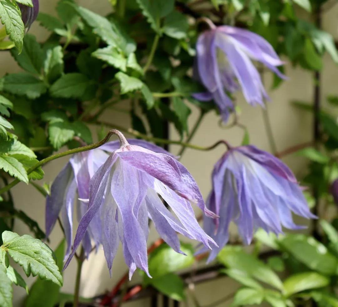 藤本植物皇后铁线莲,藤本皇后铁线莲品种