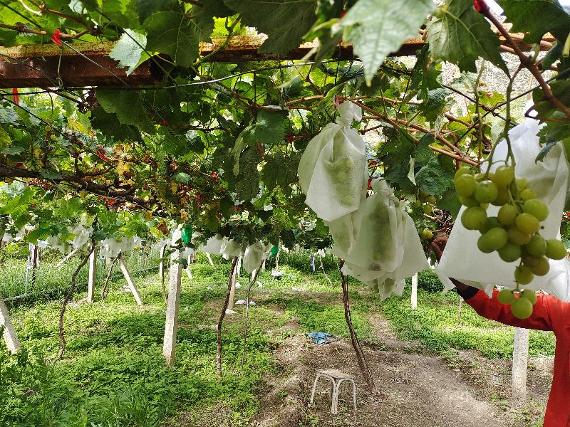 香格里拉游记1,香格里拉游记完整版