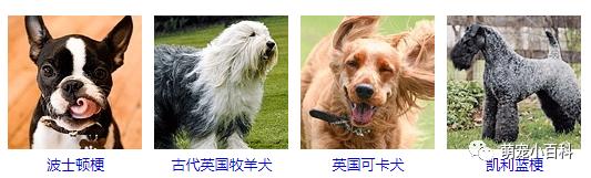 狗狗品种分类大全,狗狗品种鉴定