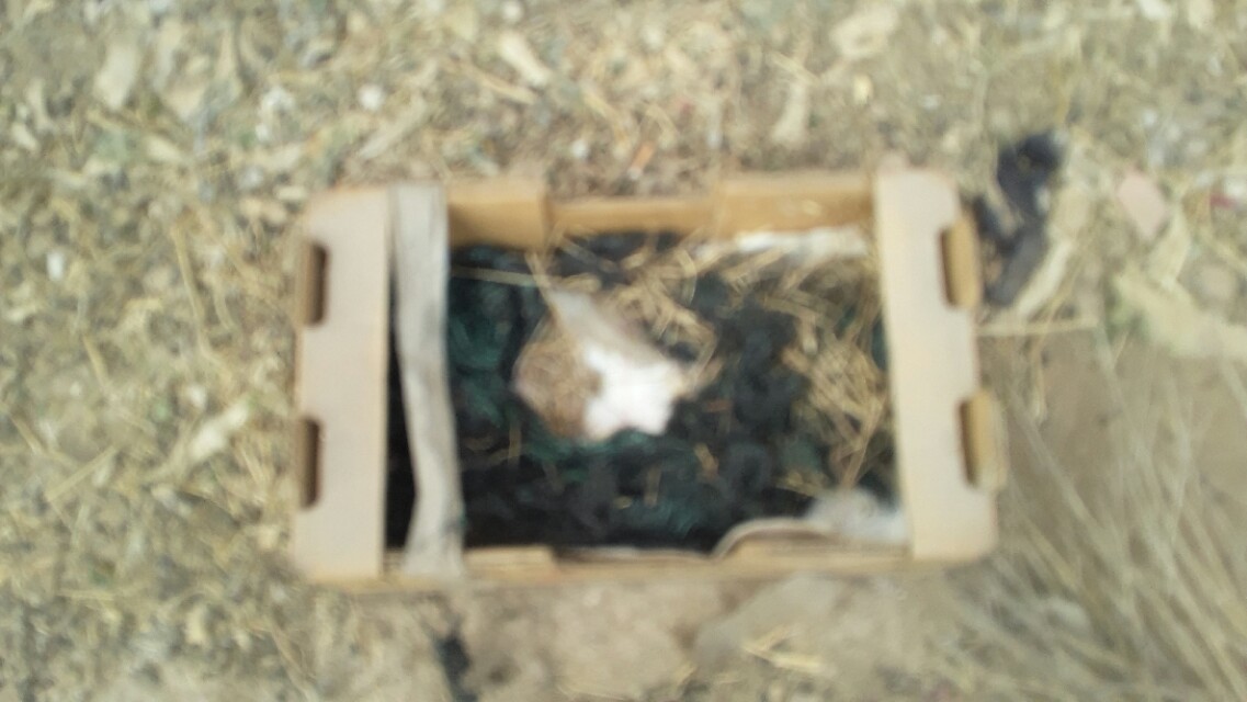 兔子假怀孕的表现,兔子假孕增长体重吗