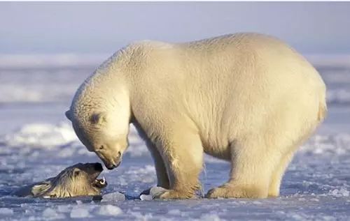 红帽子白胡子的老人,白胡子红帽子老人