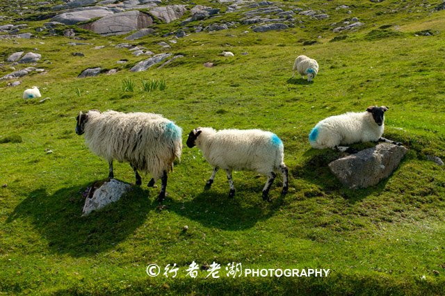 哈里斯粗花呢面料属于什么档次,哈里斯粗花呢面料