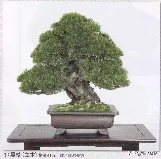 黑松盆景寓意 (黑松盆景风水)