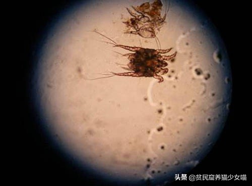 耳螨能彻底治愈是什么样子的,耳螨有自愈的可能吗