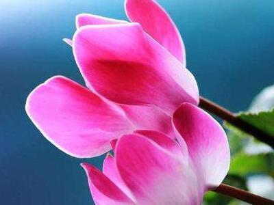 仙客来叶子发黄可以剪掉吗,仙客来叶子发黄的原因及处理