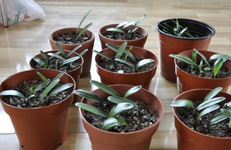 君子兰的养殖方法怎样移栽,君子兰分株移栽的方法