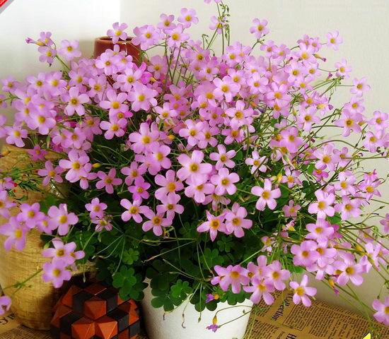 一个小“蒜瓣”,沾土就开花,一平方能养一百盆,生崽一大窝