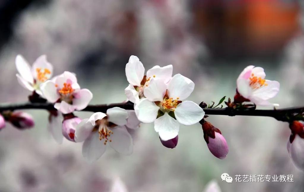 学花艺必备的花语,花艺师要知道的花与花语