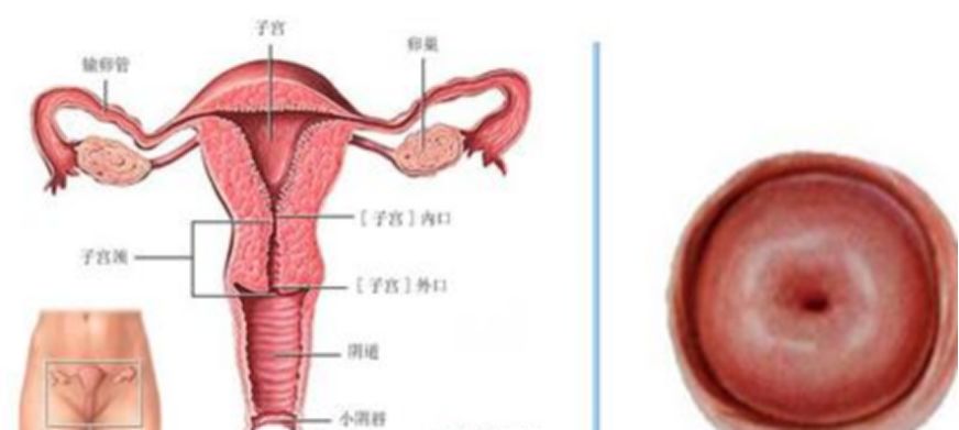宫颈炎为什么医生说不需要治疗,为什么有宫颈炎医生不给开药