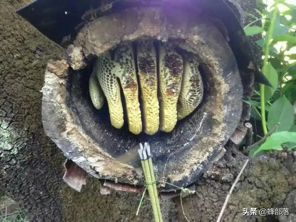 土蜂蜜100元一斤没人买,中华蜂土蜂蜜100%纯蜂蜜