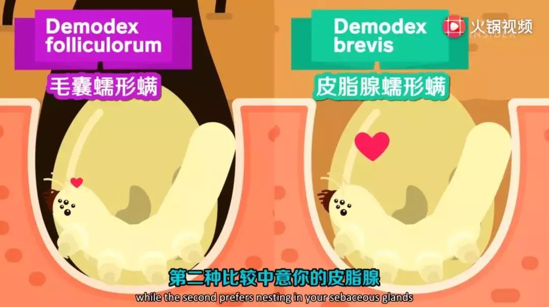 真正脸部除螨的产品,脸上除螨神器怎么用