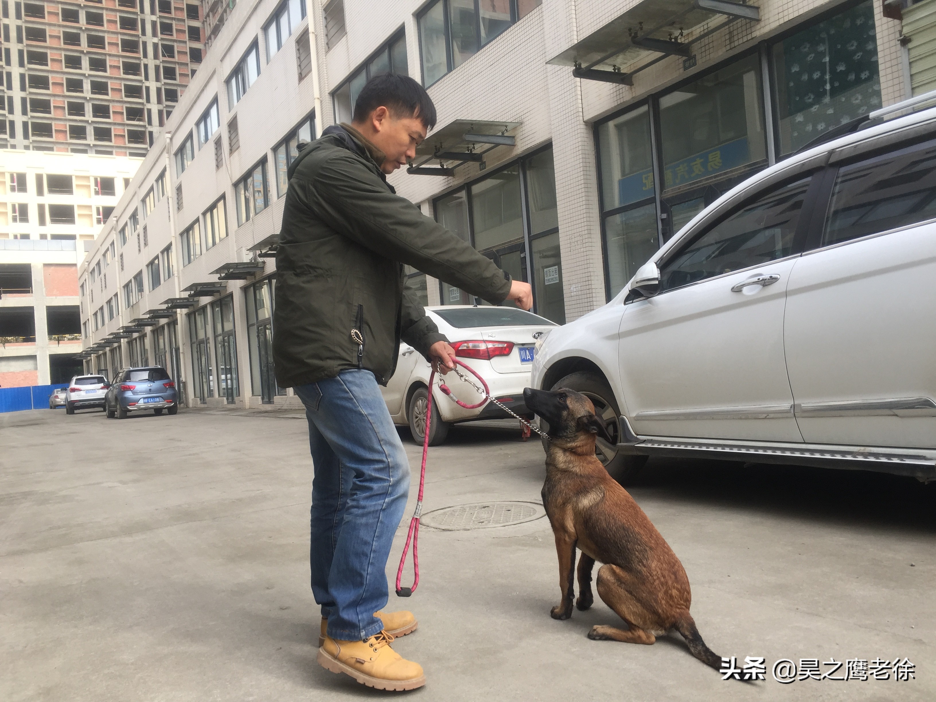 马犬怎么训练坐和卧,如何训练马犬坐卧口令