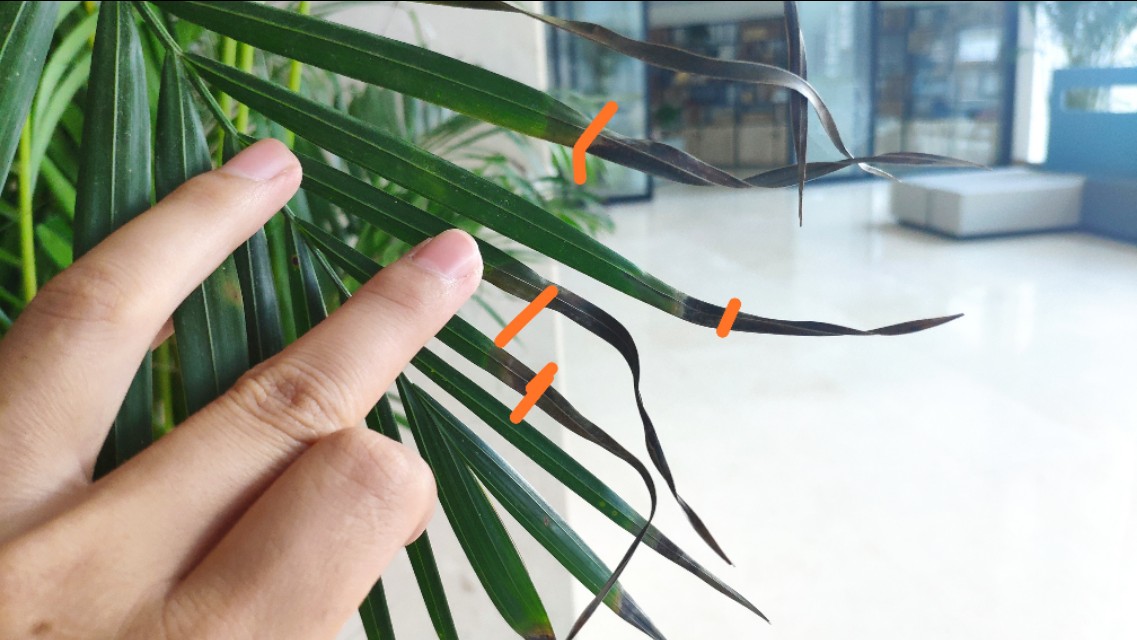 养的花老掉叶子,还越长越乱?老师傅的修剪方法,花越长越旺!