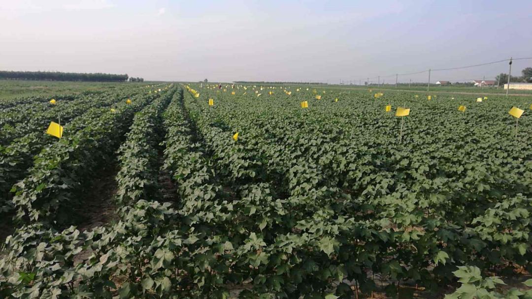 棉蚜的防治,蚜虫棉蚜