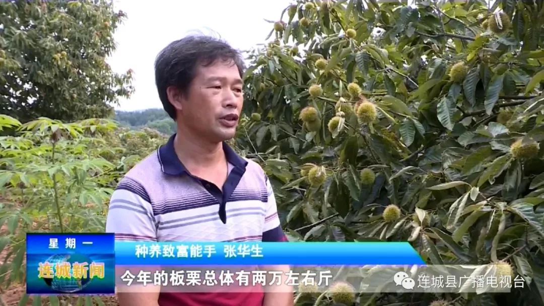 连城助农,连城山里芭蕉芋成村民致富新产业