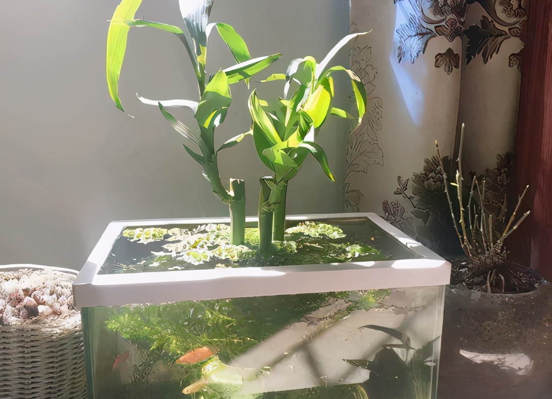 水培富贵竹根部不发芽怎么办,水培富贵竹没生根前怎么养