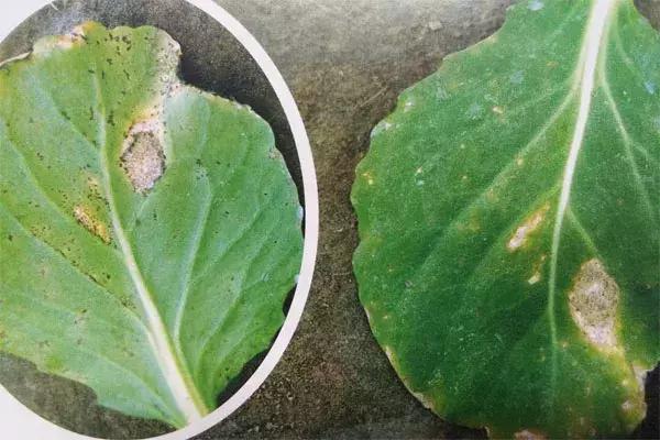 青霉病属于灰霉病还是软腐病,蔬菜霜霉灰霉病克星