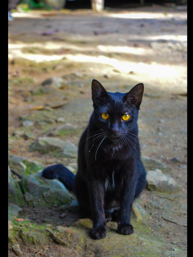 80岁的老奶奶失踪，邻居发现了她养的黑猫，在它的指引下成功营救