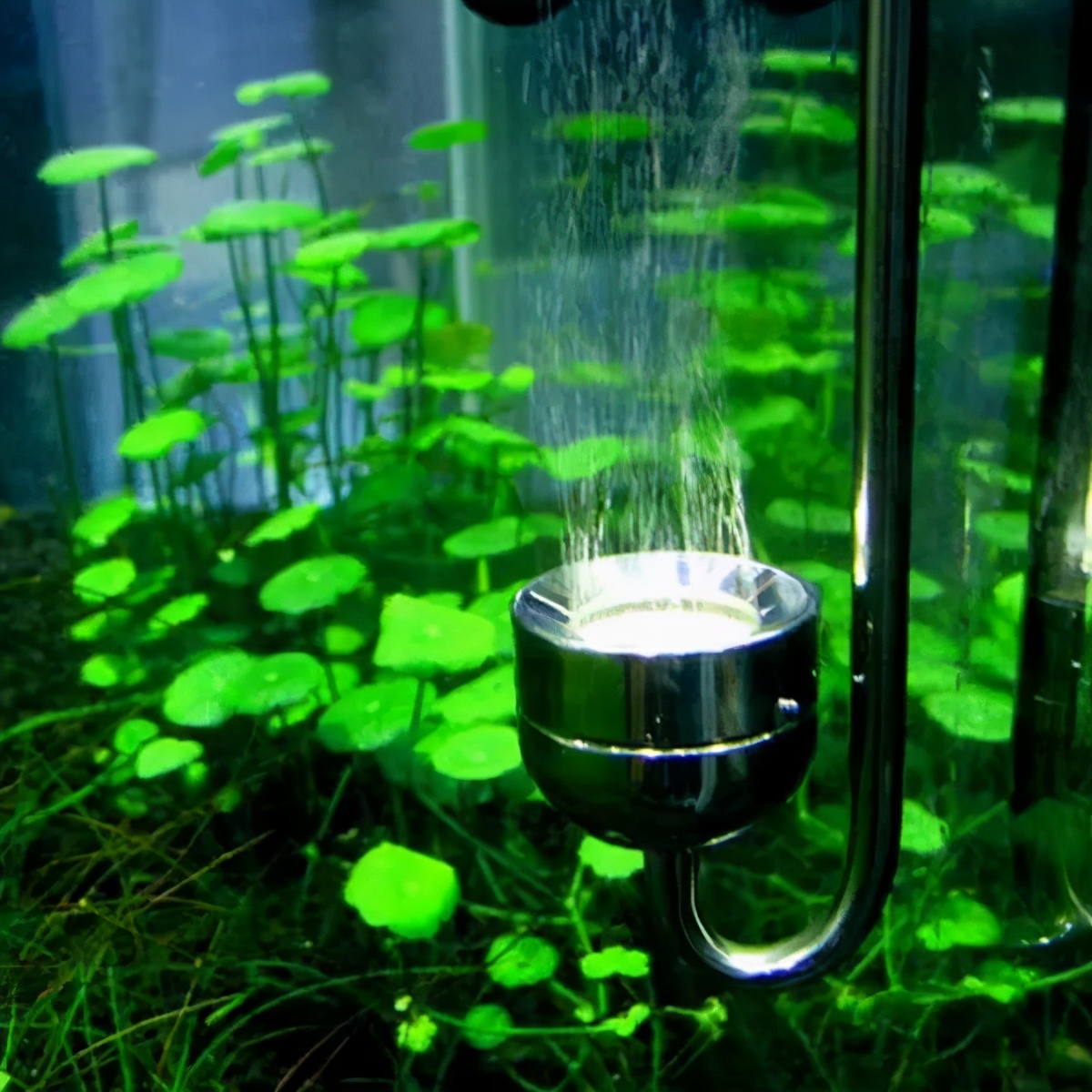 水草造景用什么水草最好,水草种植养鱼教程