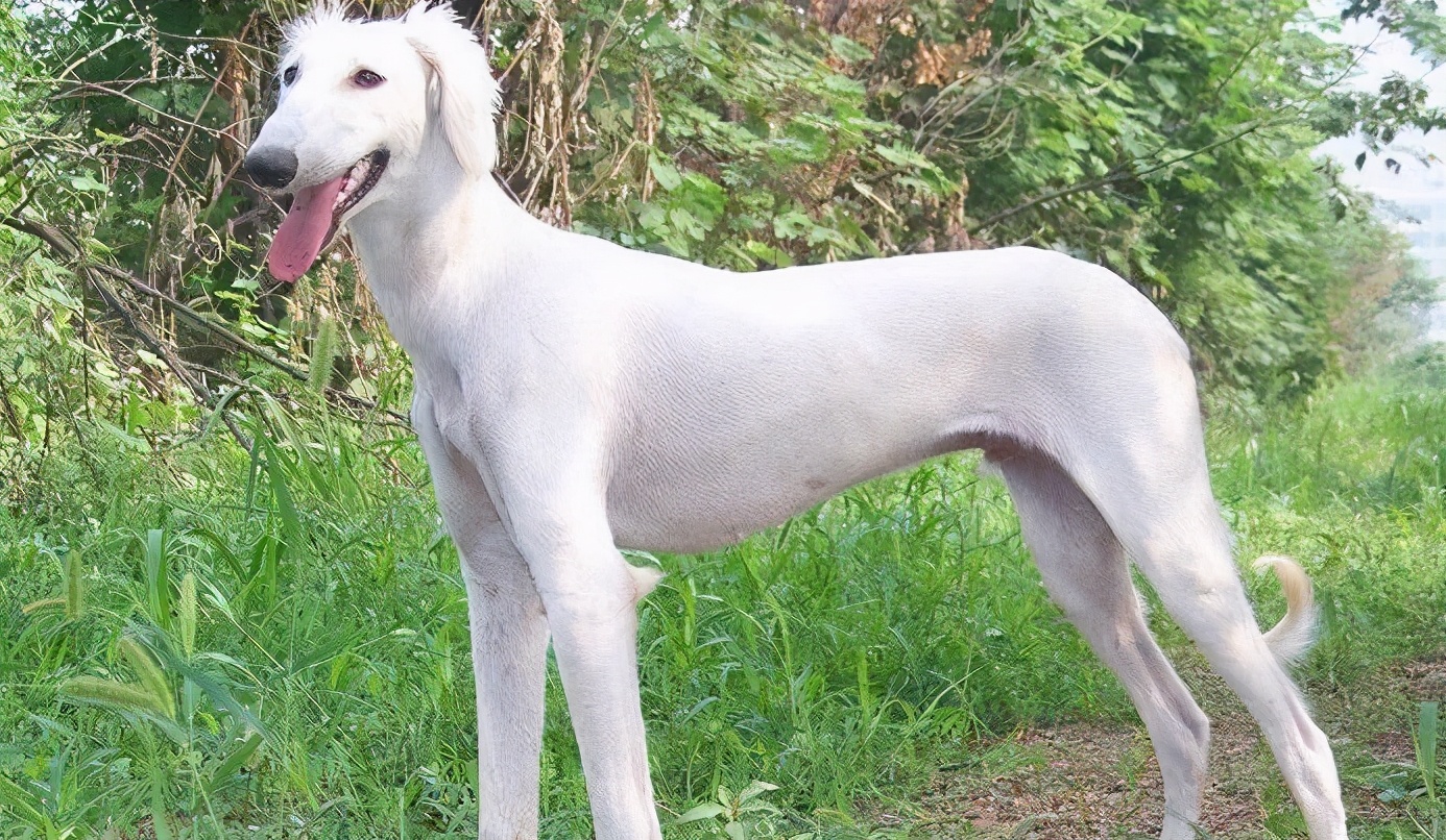 十大不建议穷人养的狗土狗,都有哪些特别好养的小土狗