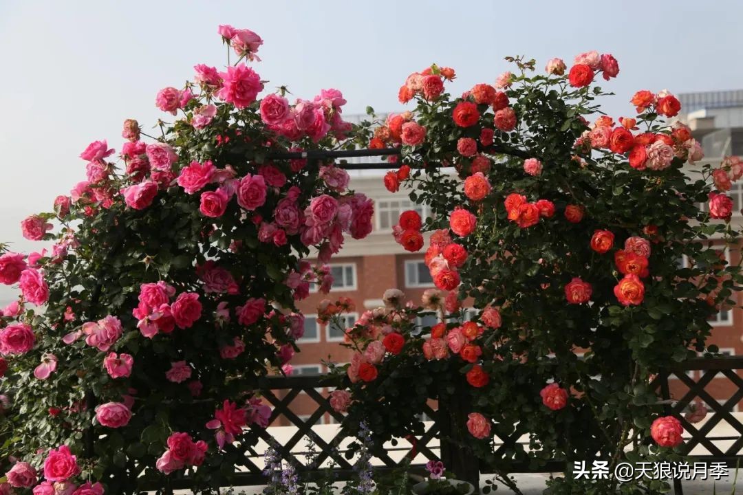 圆滚滚的绣球，瀑布般的花墙，这届花友也太会种花了吧