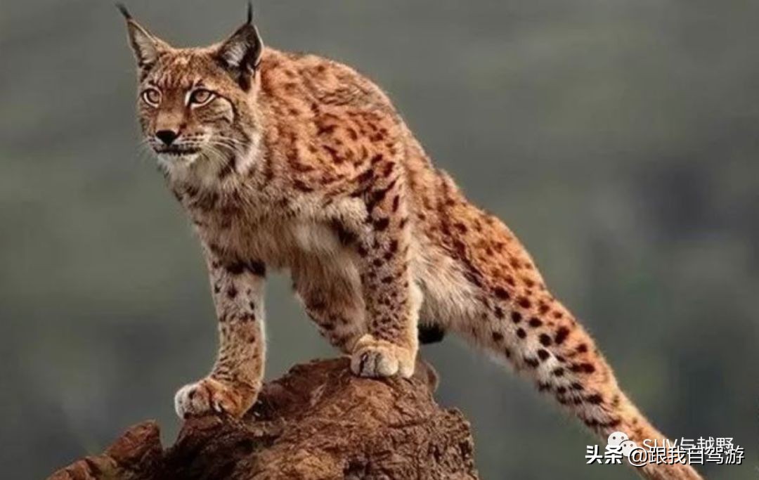 suv和越野车测试,suv和越野车30万