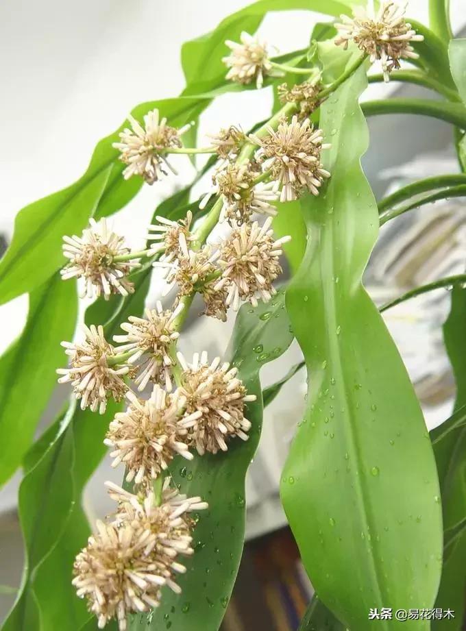 巴西木病虫害黄叶,盆栽巴西木四季水肥养护管理